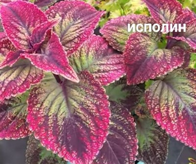 Колеус  "Исполин" саженец P9 