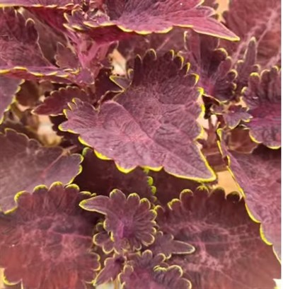 Колеус  "Мишка" саженец P9  - фото 197831