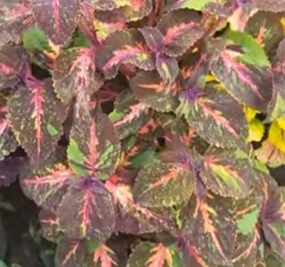 Колеус "Извержение Вулкана"