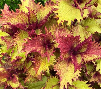 Колеус "Henna"