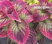 Колеус  "Исполин" саженец P9 