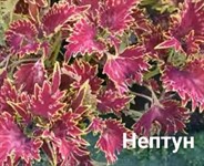 Колеус  "Нептун" саженец P9 