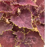 Колеус  "Мишка" саженец P9 