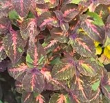 Колеус "Извержение Вулкана"