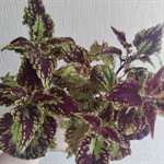 Колеус "Шоколадная лакомка"