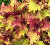 Колеус "Henna"
