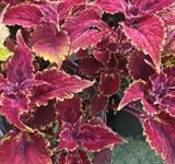 Колеус "Шоколадная лакомка"