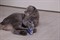 Набор из 2-х игрушек для кошек "РЫБЫ", 18 см, фланель, хлопок - фото 127657