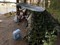 Тент туристический укрывной 3х4 метра, камуфляжный 100 г/м2, с люверсами, (Россия)