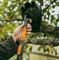 Плодосъемник OneClick FISKARS