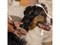 Ножницы для груминга кошек и собак прямые PET FISKARS
